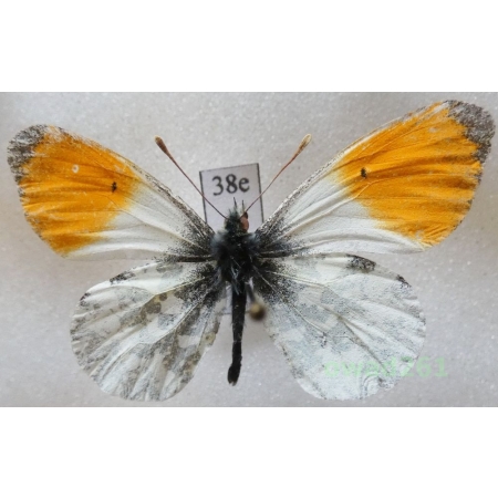 Anthocharis cardamines (Linnaeus, 1758) male Poland38e